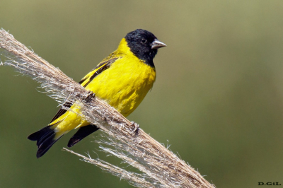 CABECITANEGRA (Spinus magellanica) - Puntas del Tigre - SAN JOSÈ (Noviembre 2023)